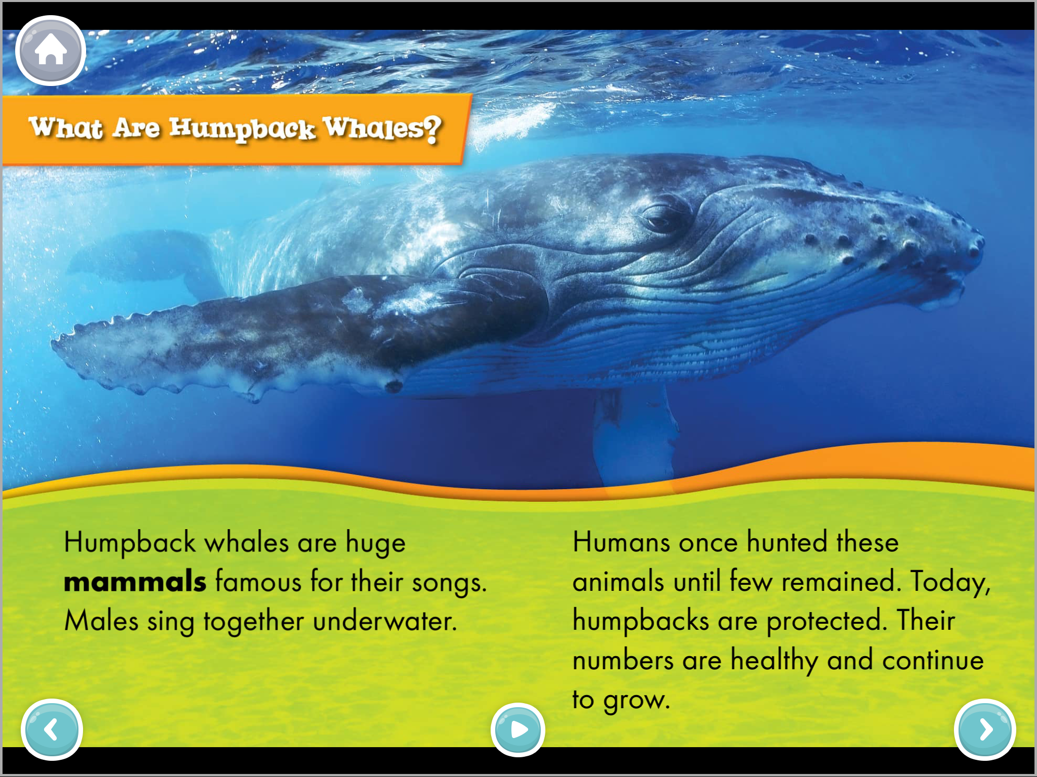 2_HumpbackWhales.png
