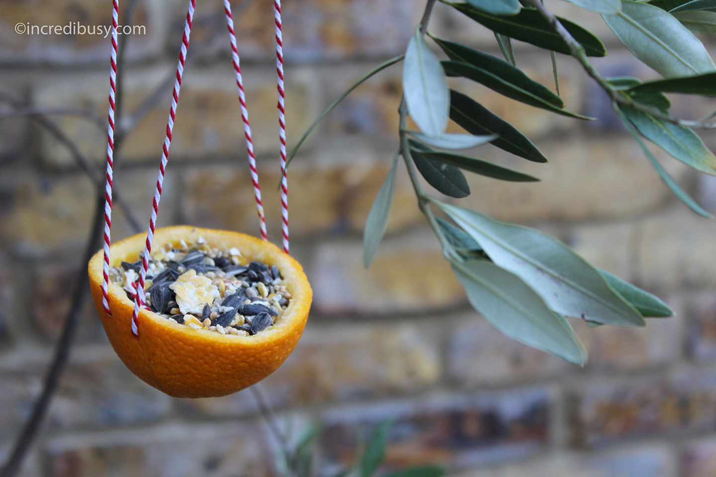 Colorado-Parent-Bird-Feeder-Orange-Peanut-Butter-KidsChaos-copyright-Incredibusy.jpeg