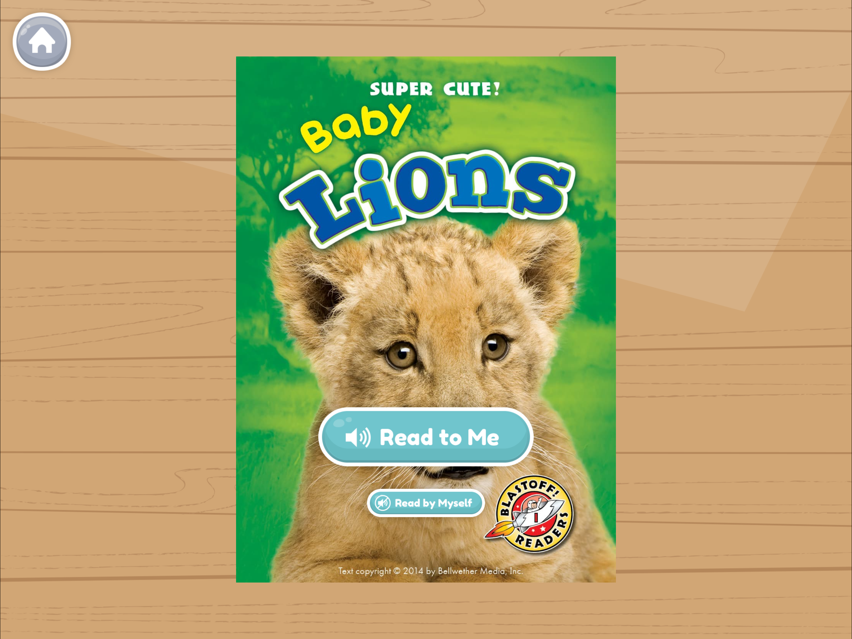 Baby_Lions.PNG