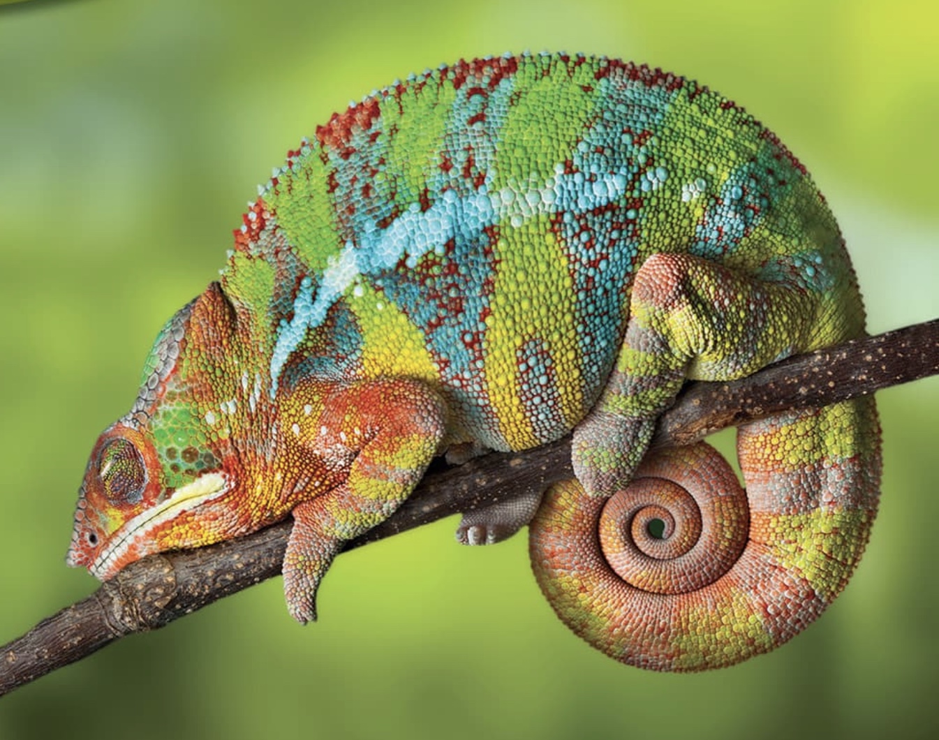 chameleon_sleeping.jpg